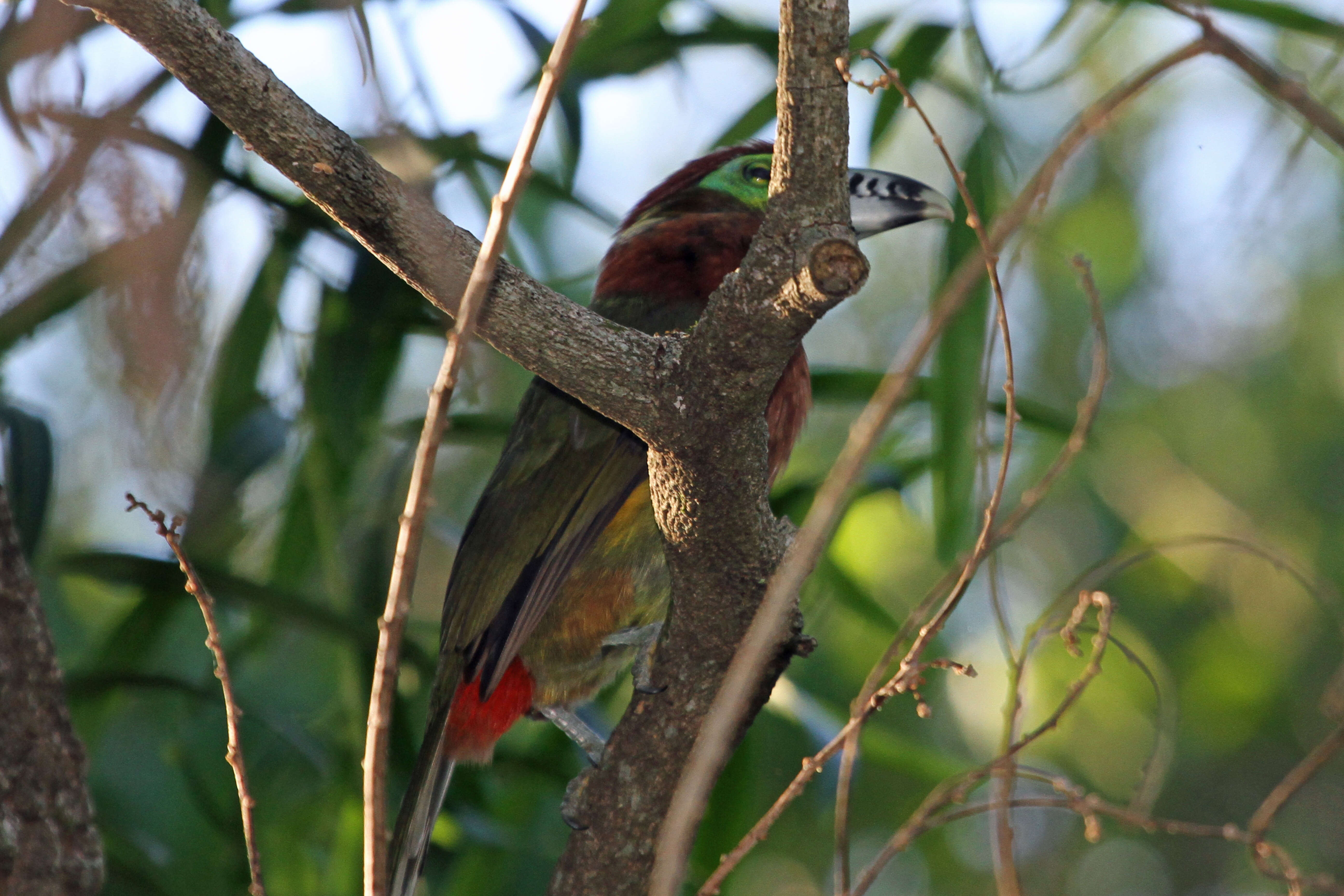 Image of Spot-billed Toucanet