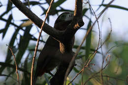 Image of Spot-billed Toucanet