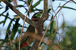 Image of Spot-billed Toucanet