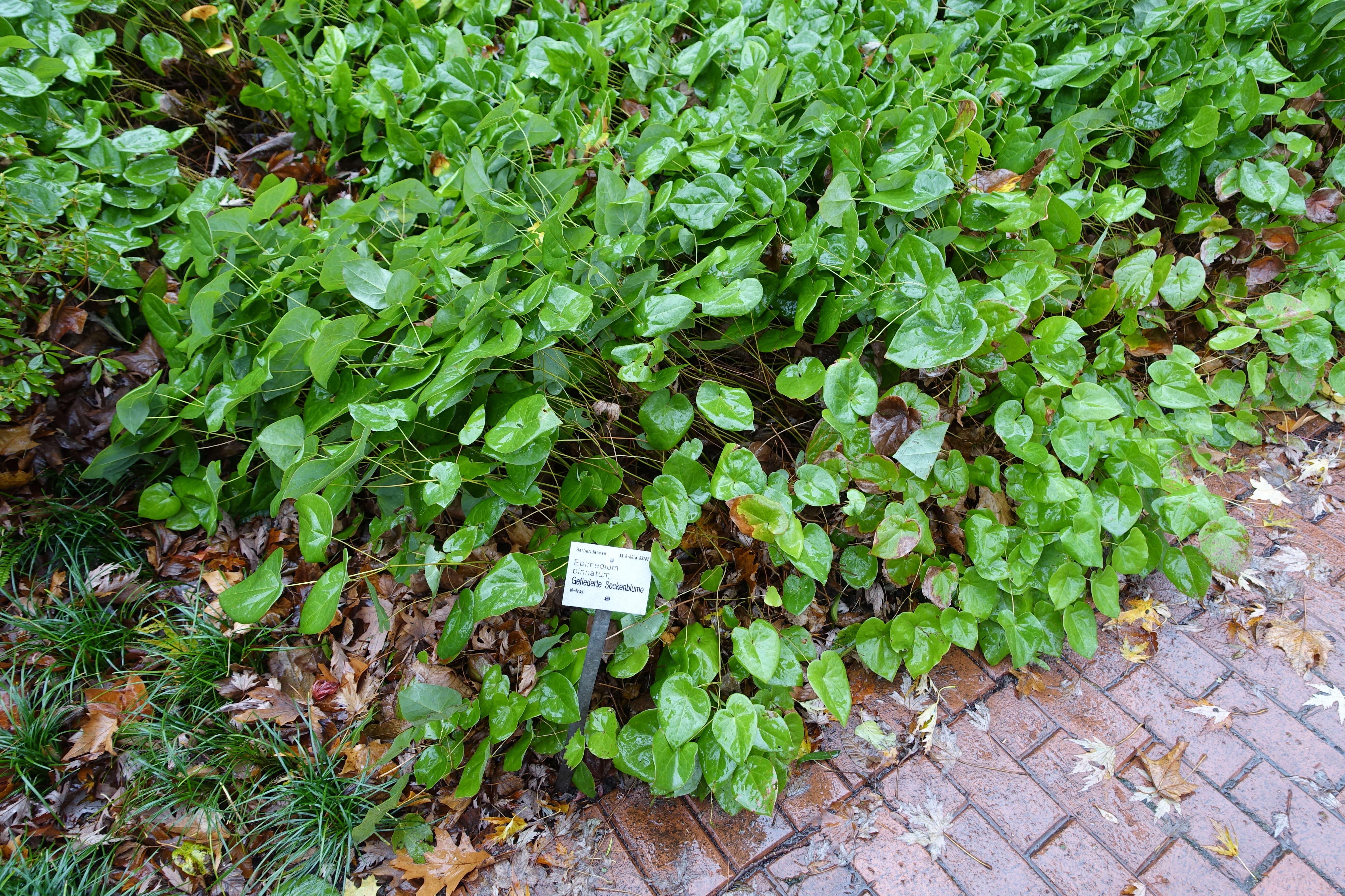 Image of Epimedium pinnatum DC.