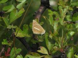 Image of Polyommatus ripartii