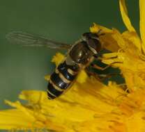 Image of Syrphus vitripennis Meigen 1822