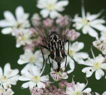 Image of House fly