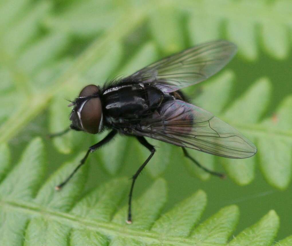 Image of House fly