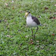 Image of Masked Lapwing