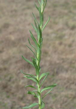 Imagem de Rhodanthe anthemoides (Spreng.) P. G. Wilson