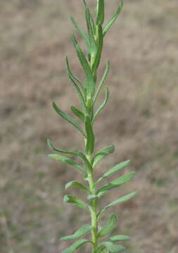 Imagem de Rhodanthe anthemoides (Spreng.) P. G. Wilson