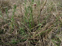 Imagem de Rhodanthe anthemoides (Spreng.) P. G. Wilson