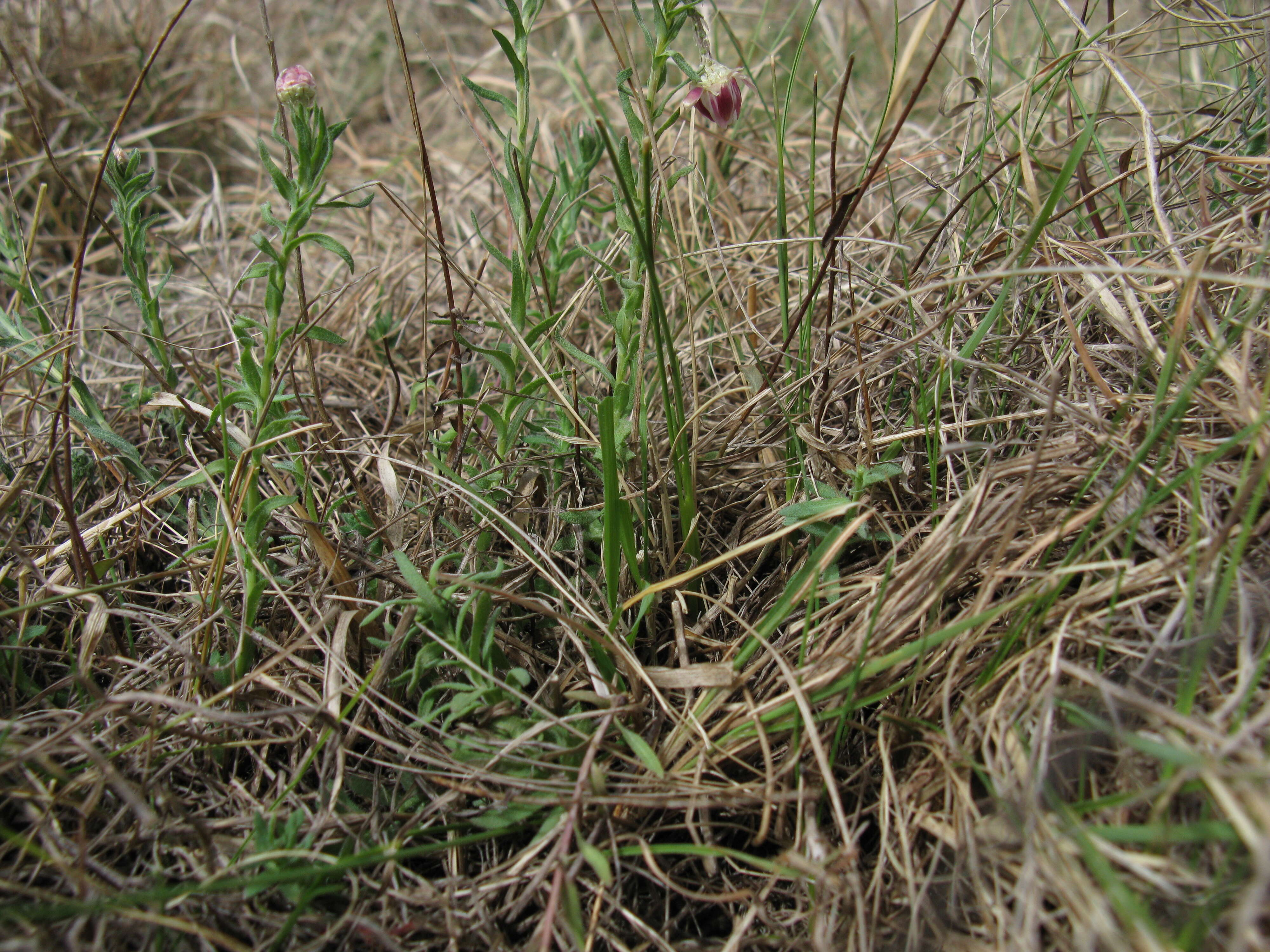 Imagem de Rhodanthe anthemoides (Spreng.) P. G. Wilson