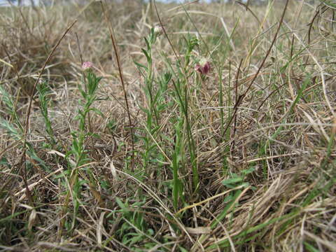 Imagem de Rhodanthe anthemoides (Spreng.) P. G. Wilson