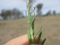 Imagem de Rhodanthe anthemoides (Spreng.) P. G. Wilson