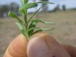 Imagem de Rhodanthe anthemoides (Spreng.) P. G. Wilson