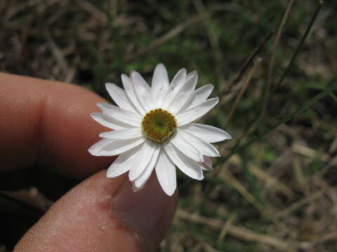 Rhodanthe anthemoides (Spreng.) P. G. Wilson的圖片