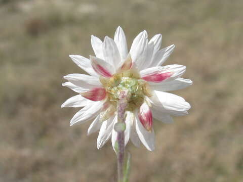 صورة Rhodanthe anthemoides (Spreng.) P. G. Wilson