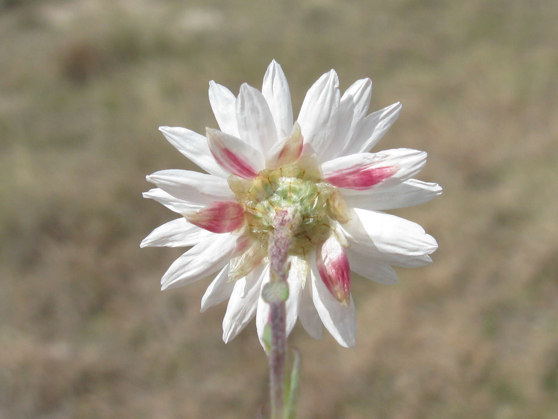 Imagem de Rhodanthe anthemoides (Spreng.) P. G. Wilson