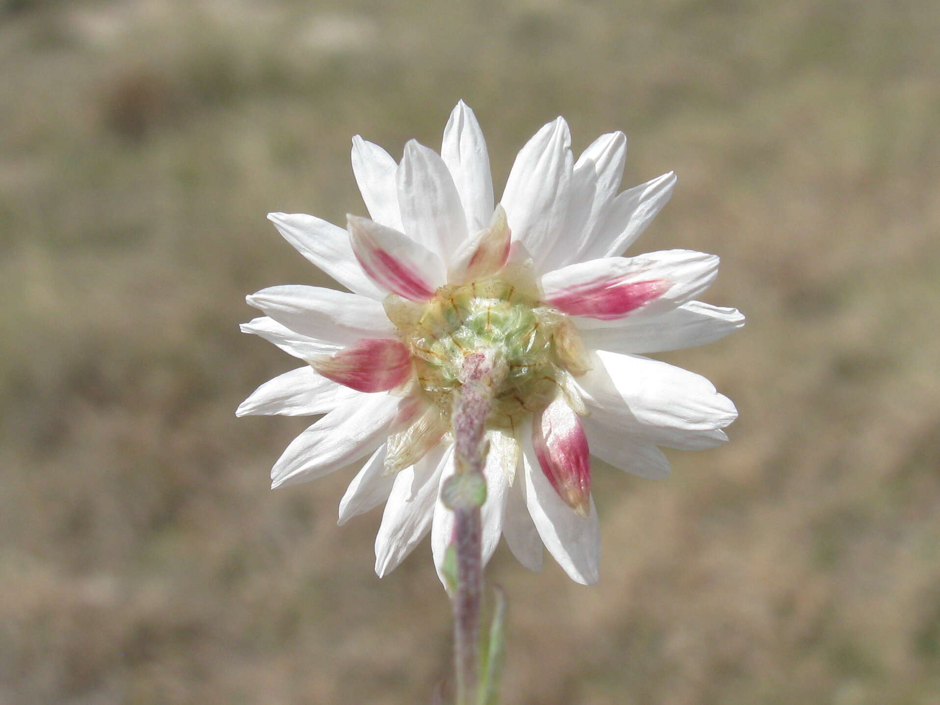 Rhodanthe anthemoides (Spreng.) P. G. Wilson的圖片