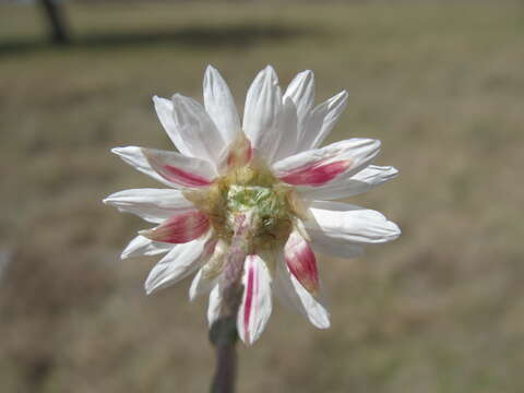 Imagem de Rhodanthe anthemoides (Spreng.) P. G. Wilson