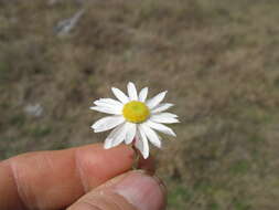 Imagem de Rhodanthe anthemoides (Spreng.) P. G. Wilson