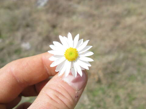 Image of Rhodanthe anthemoides (Spreng.) P. G. Wilson