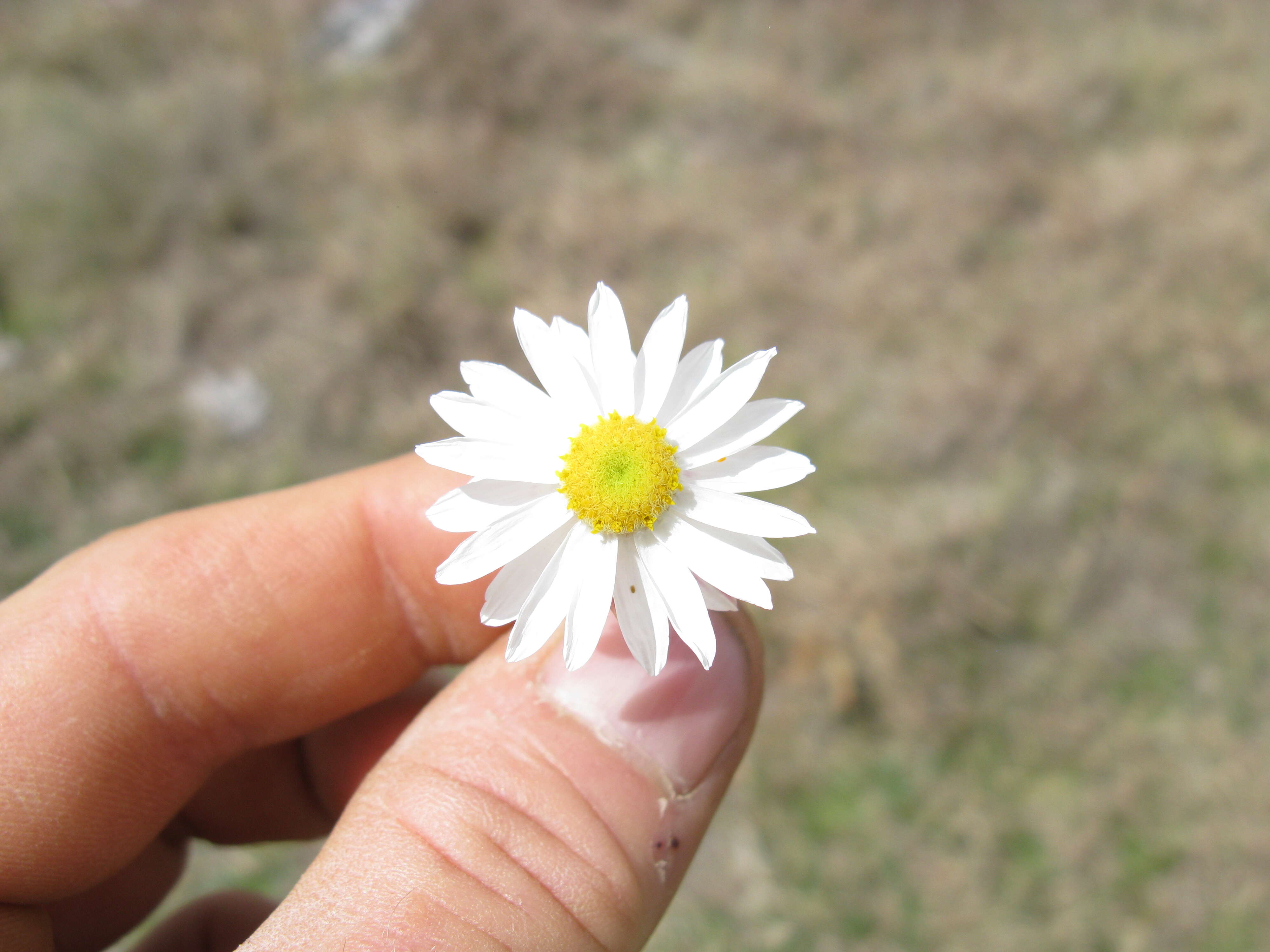 Imagem de Rhodanthe anthemoides (Spreng.) P. G. Wilson