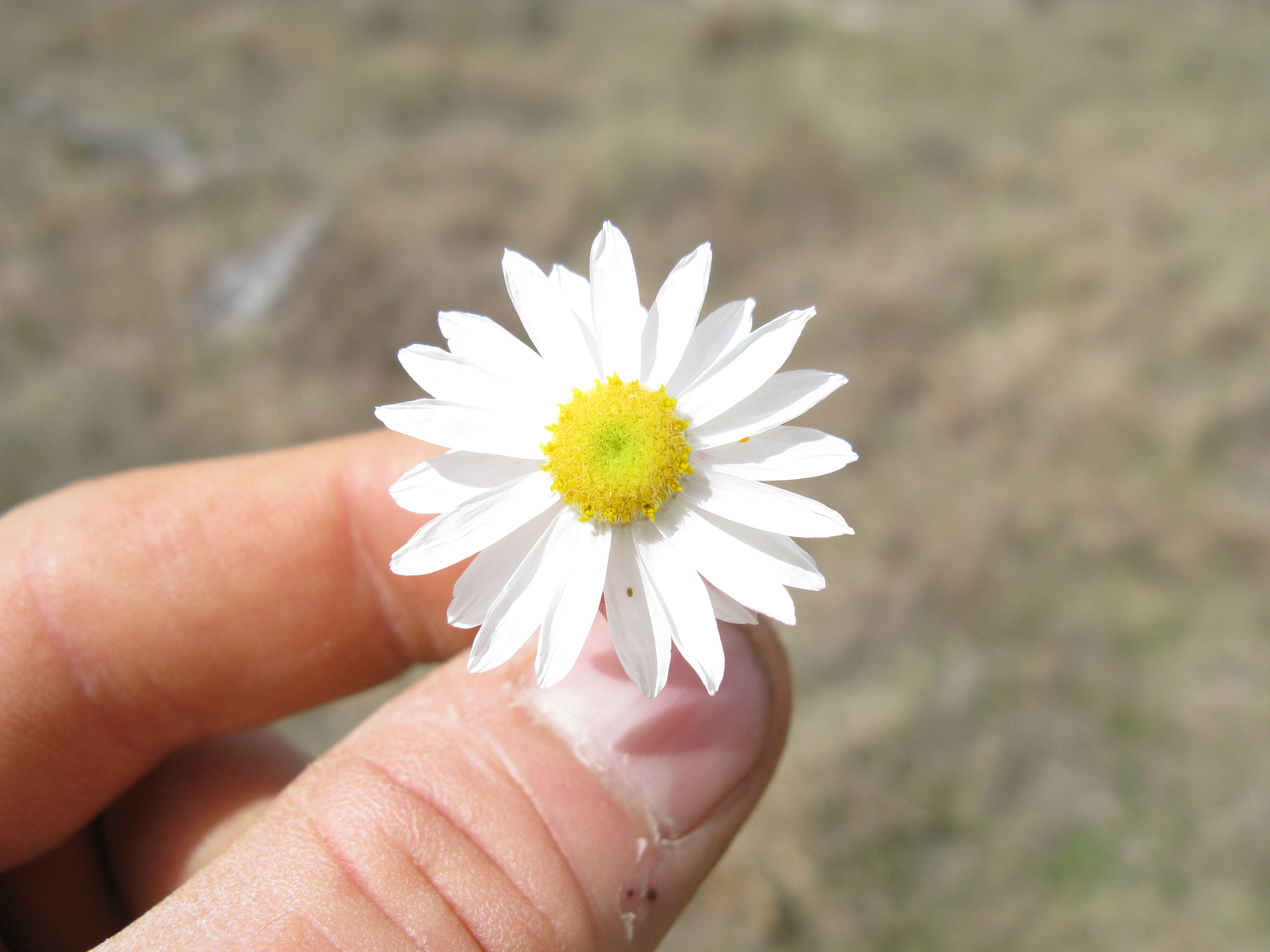 Imagem de Rhodanthe anthemoides (Spreng.) P. G. Wilson