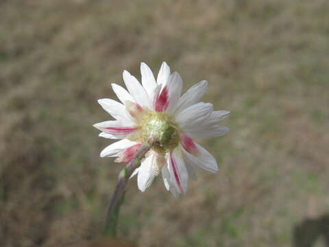 Imagem de Rhodanthe anthemoides (Spreng.) P. G. Wilson