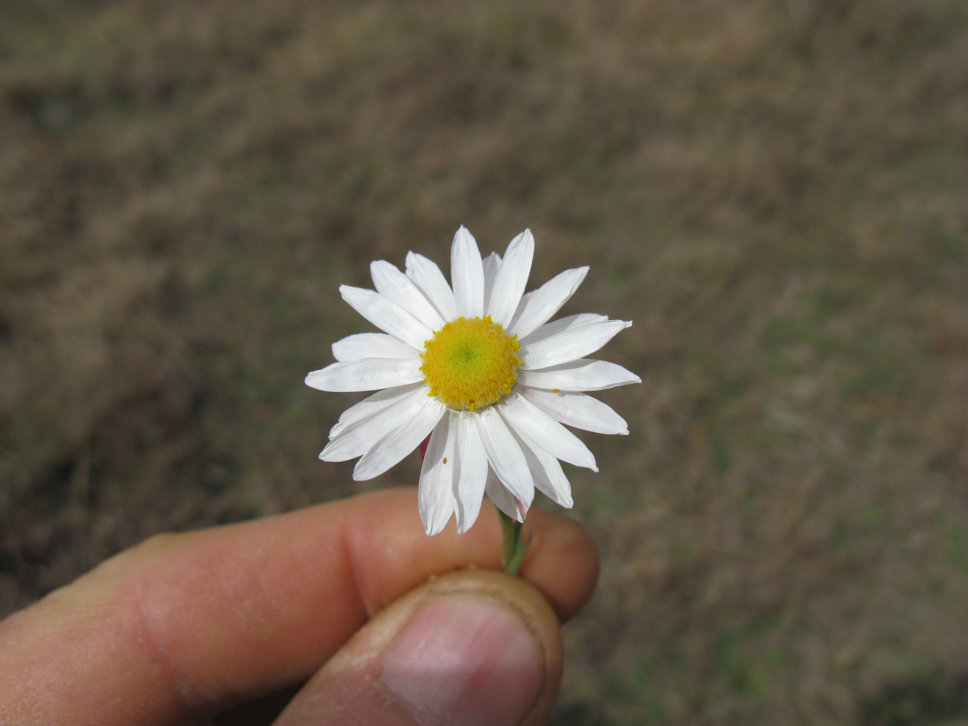 Imagem de Rhodanthe anthemoides (Spreng.) P. G. Wilson