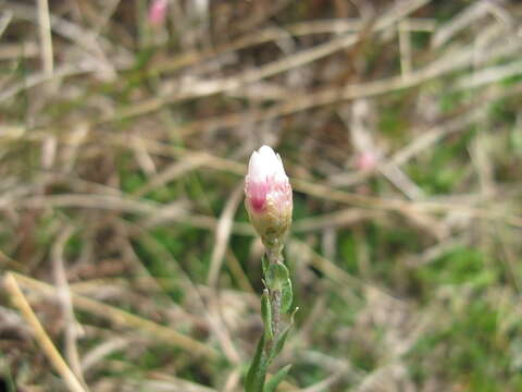 Imagem de Rhodanthe anthemoides (Spreng.) P. G. Wilson