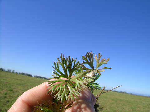 Image of Ranunculus inundatus R. Br. ex DC.