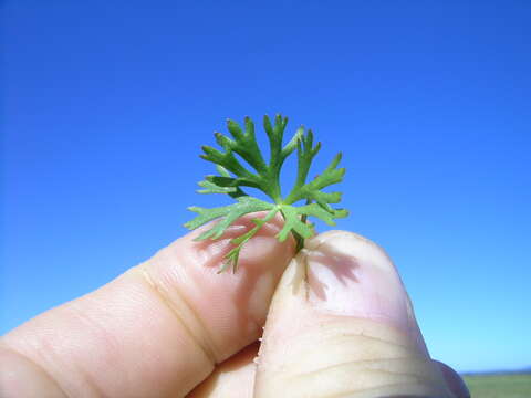 Image of Ranunculus inundatus R. Br. ex DC.