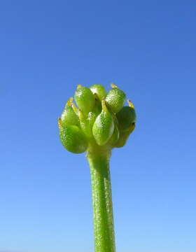 Image of Ranunculus inundatus R. Br. ex DC.