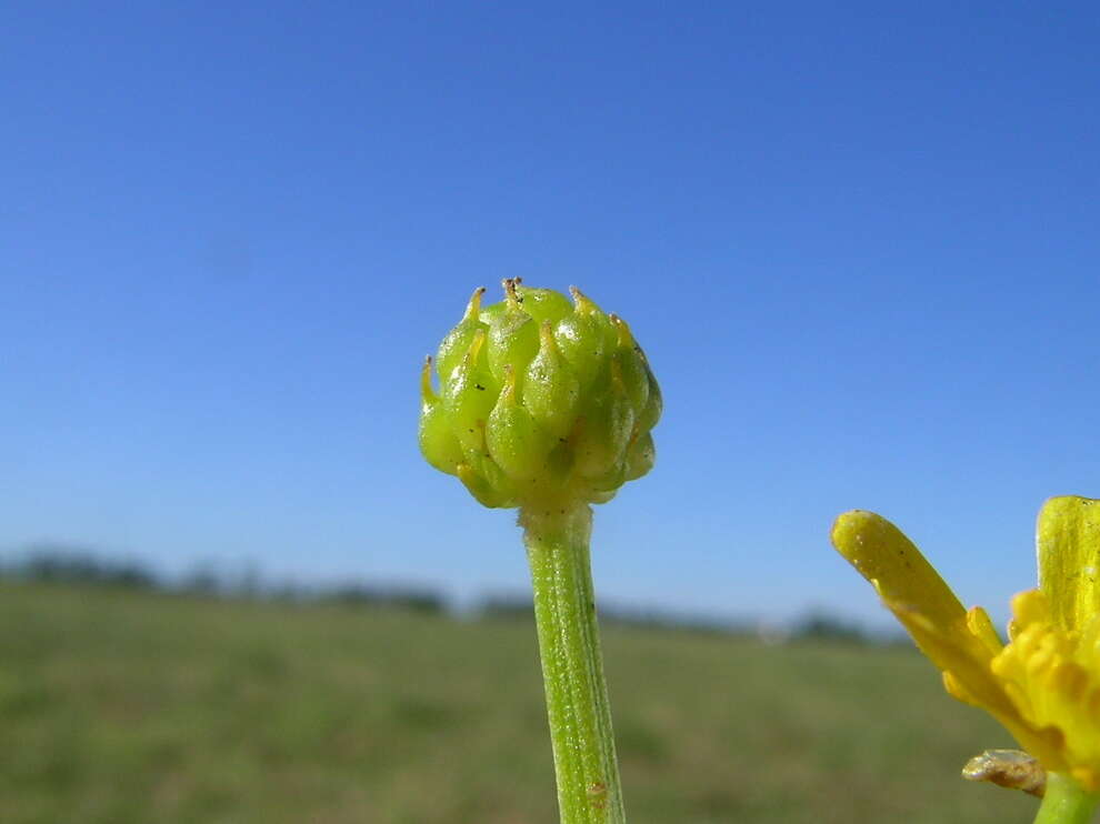 Image of Ranunculus inundatus R. Br. ex DC.