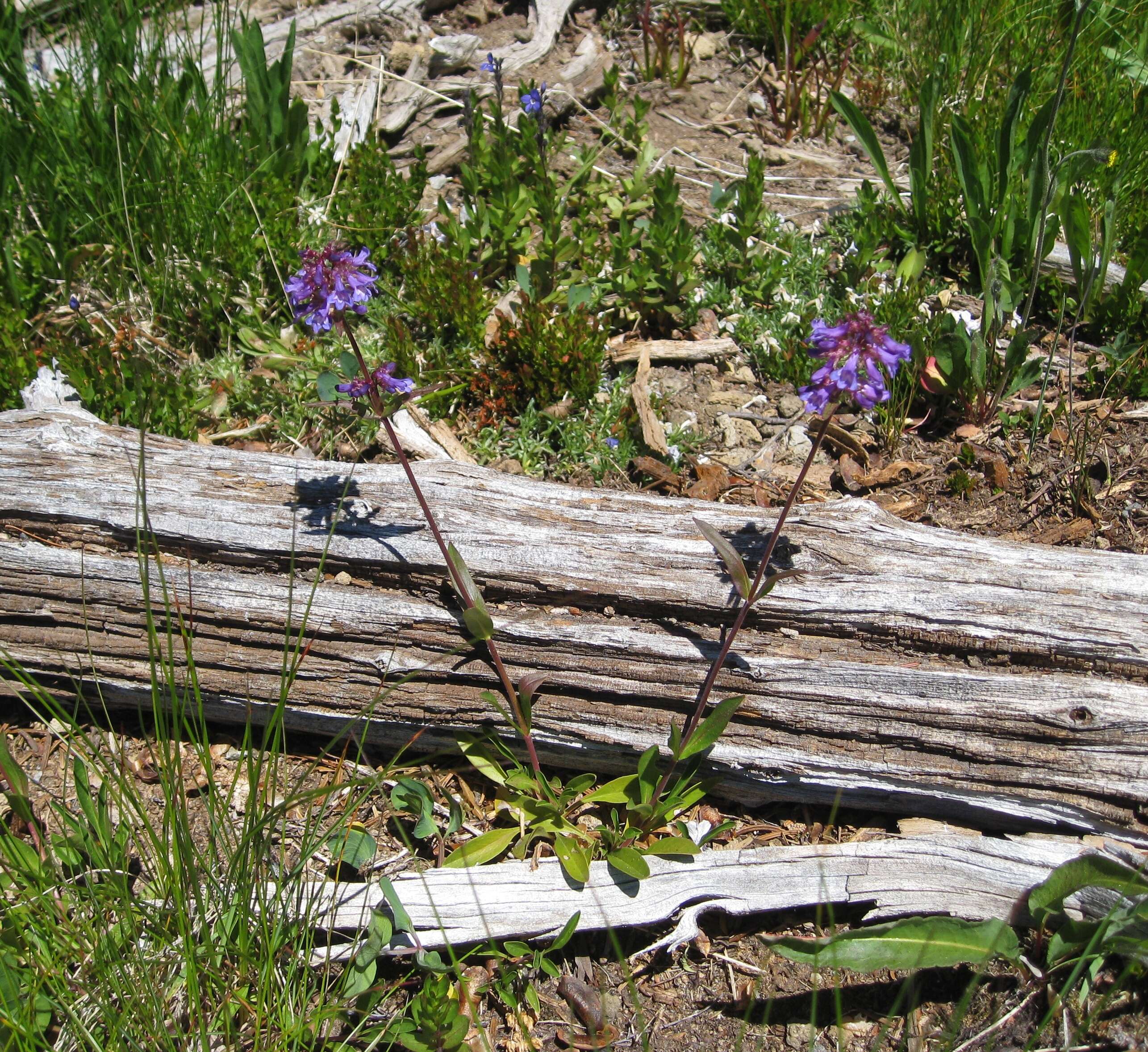 Image of littleflower penstemon