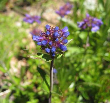 Sivun Penstemon procerus Dougl. ex Graham kuva