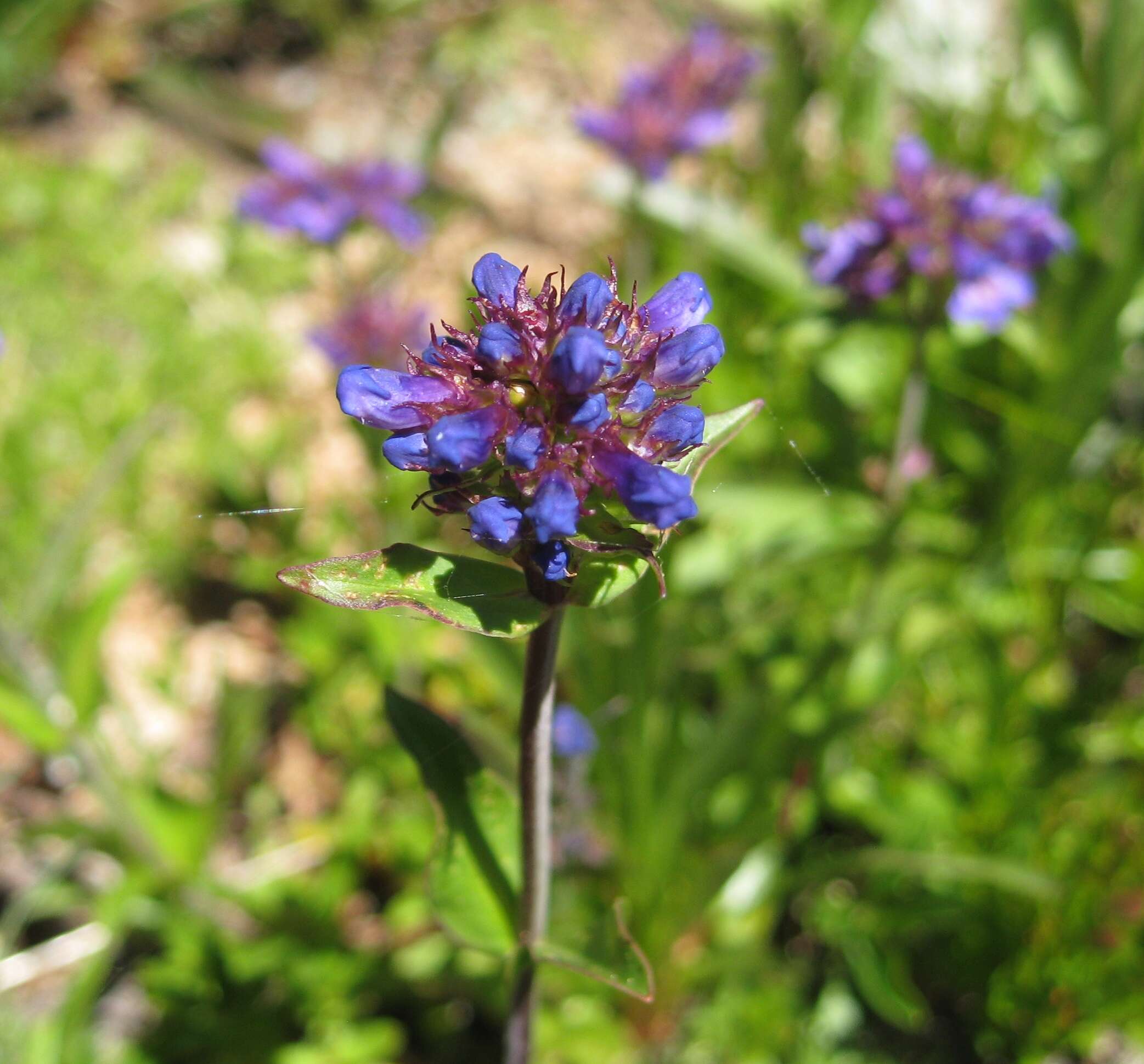 Image of littleflower penstemon