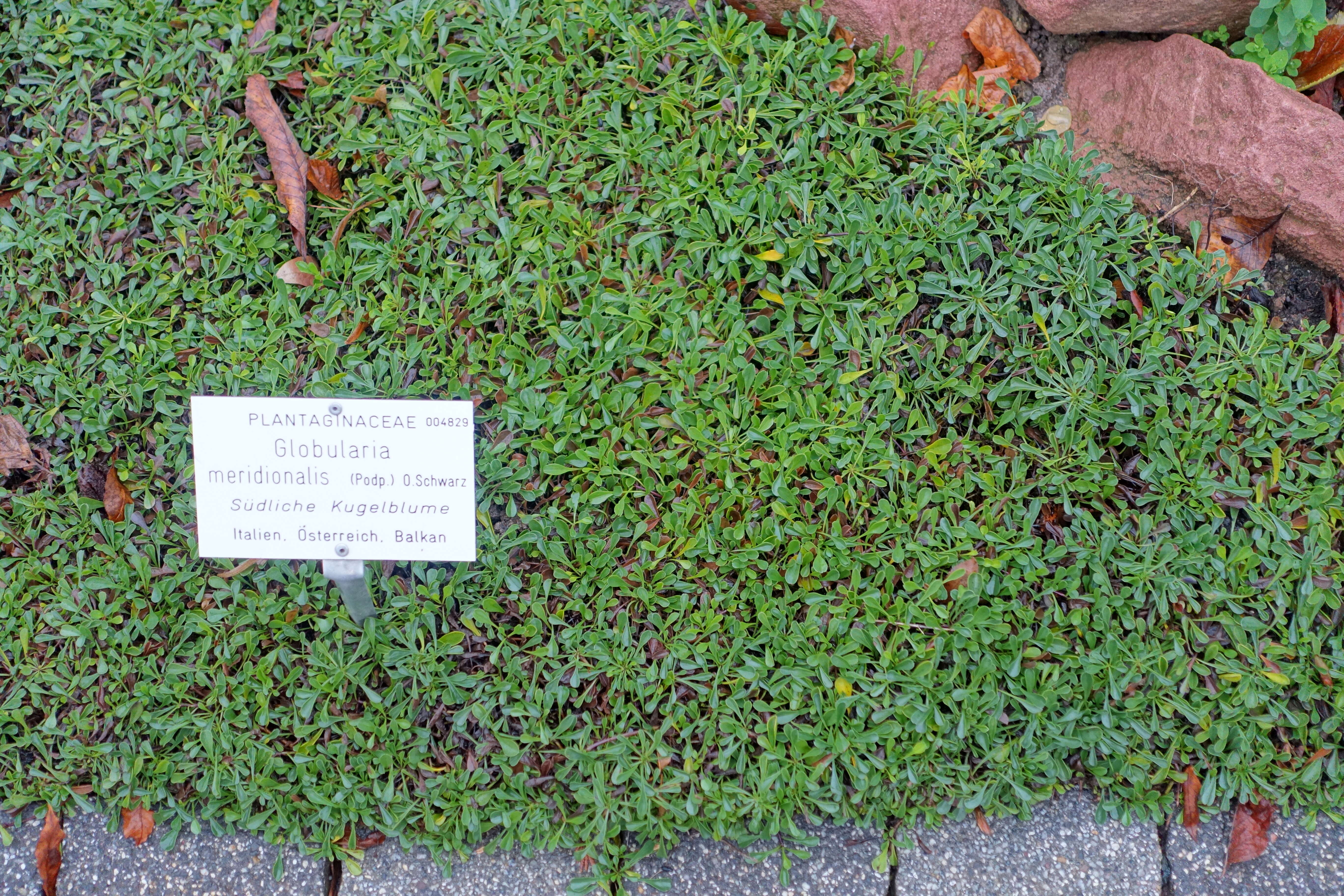 Image de Globularia meridionalis (Podp.) O. Schwarz