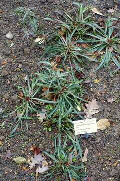 Imagem de Oenothera odorata Jacq.