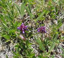 Image of littleflower penstemon