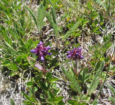 Image of littleflower penstemon