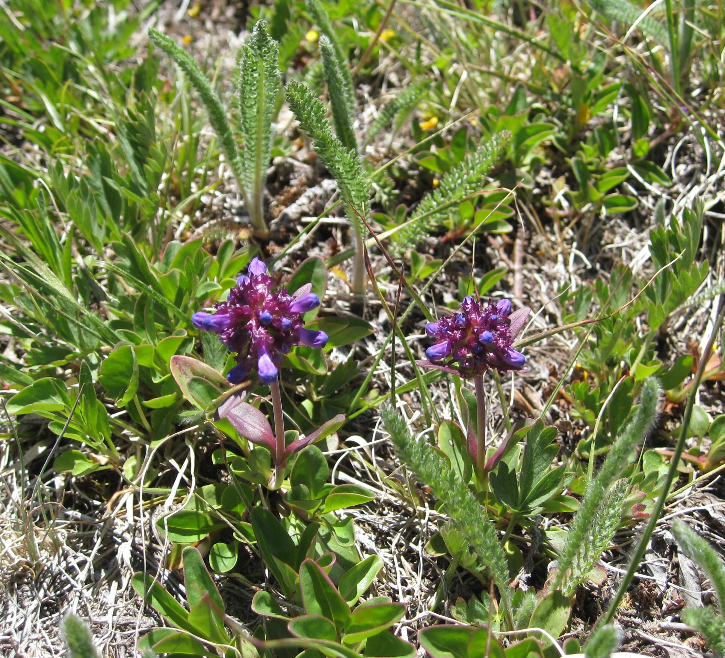 Image of littleflower penstemon