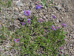 Image of littleflower penstemon