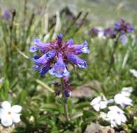 Image of littleflower penstemon