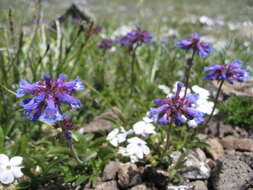 Image of littleflower penstemon