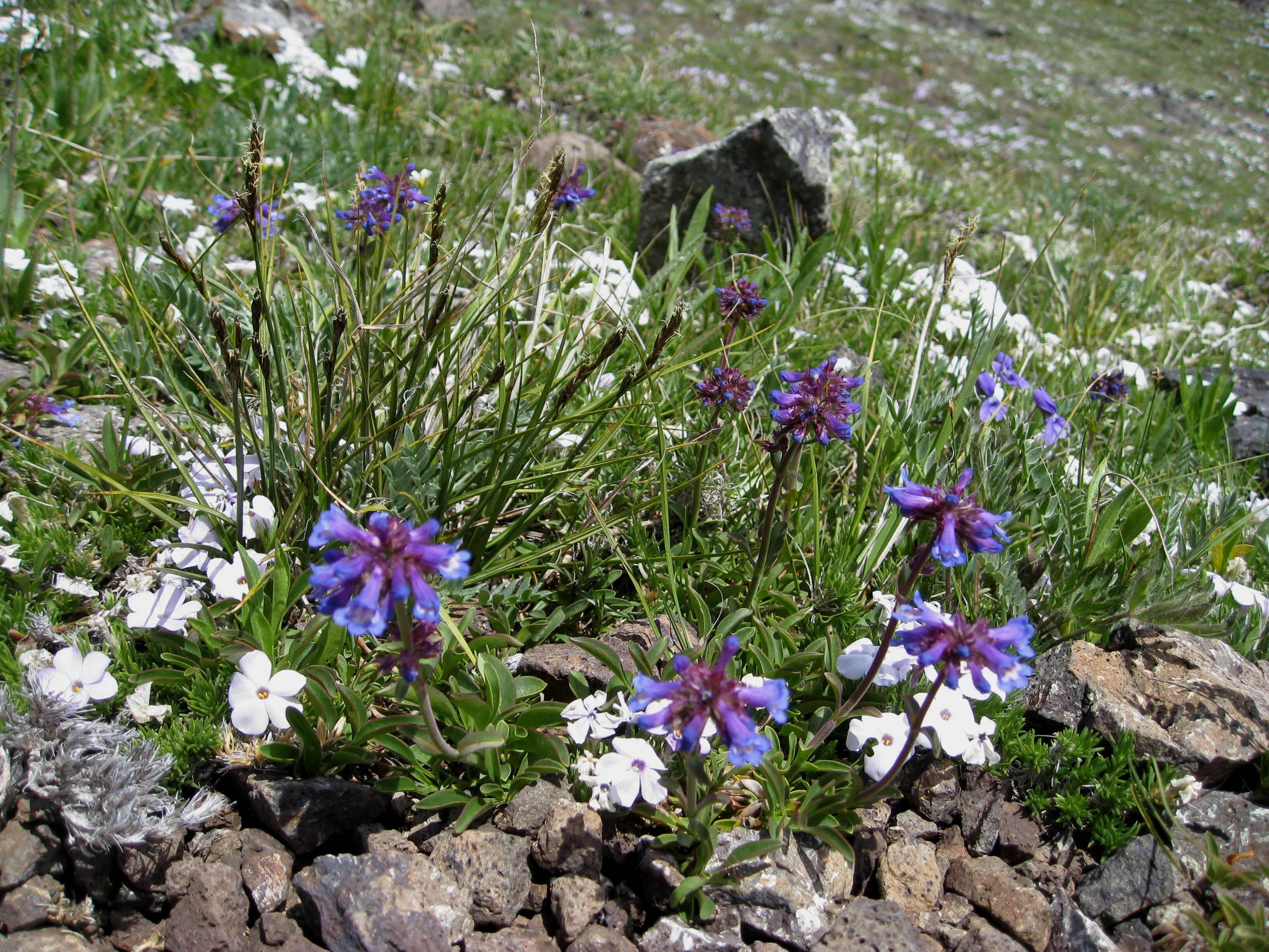 Image of littleflower penstemon