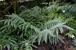 Image of brake fern