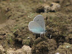 Image of Green-underside Blue