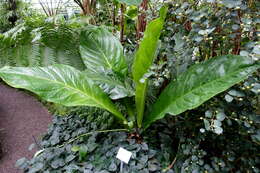 Image of Anthurium crassinervium (Jacq.) Schott