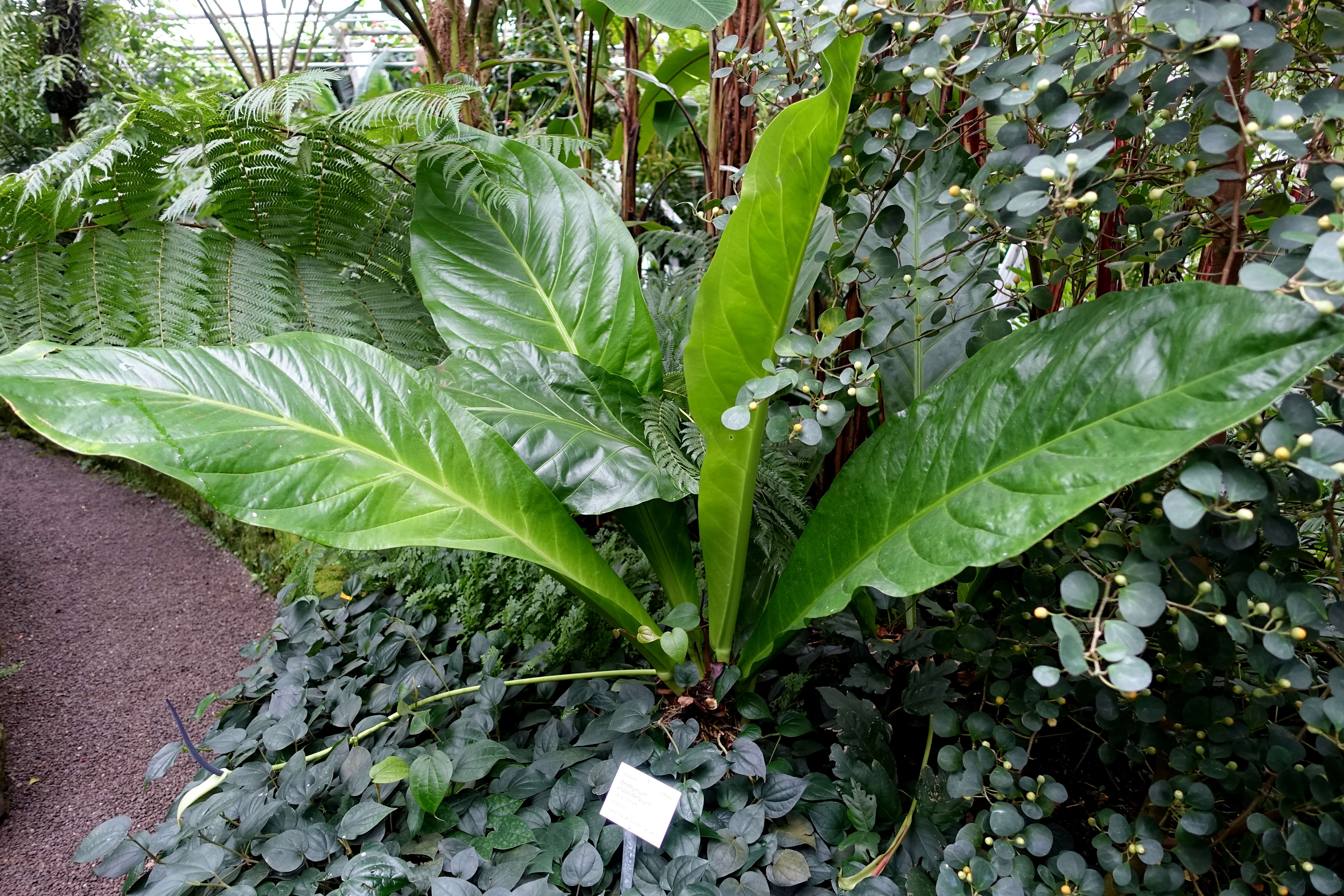 Image of Anthurium crassinervium (Jacq.) Schott