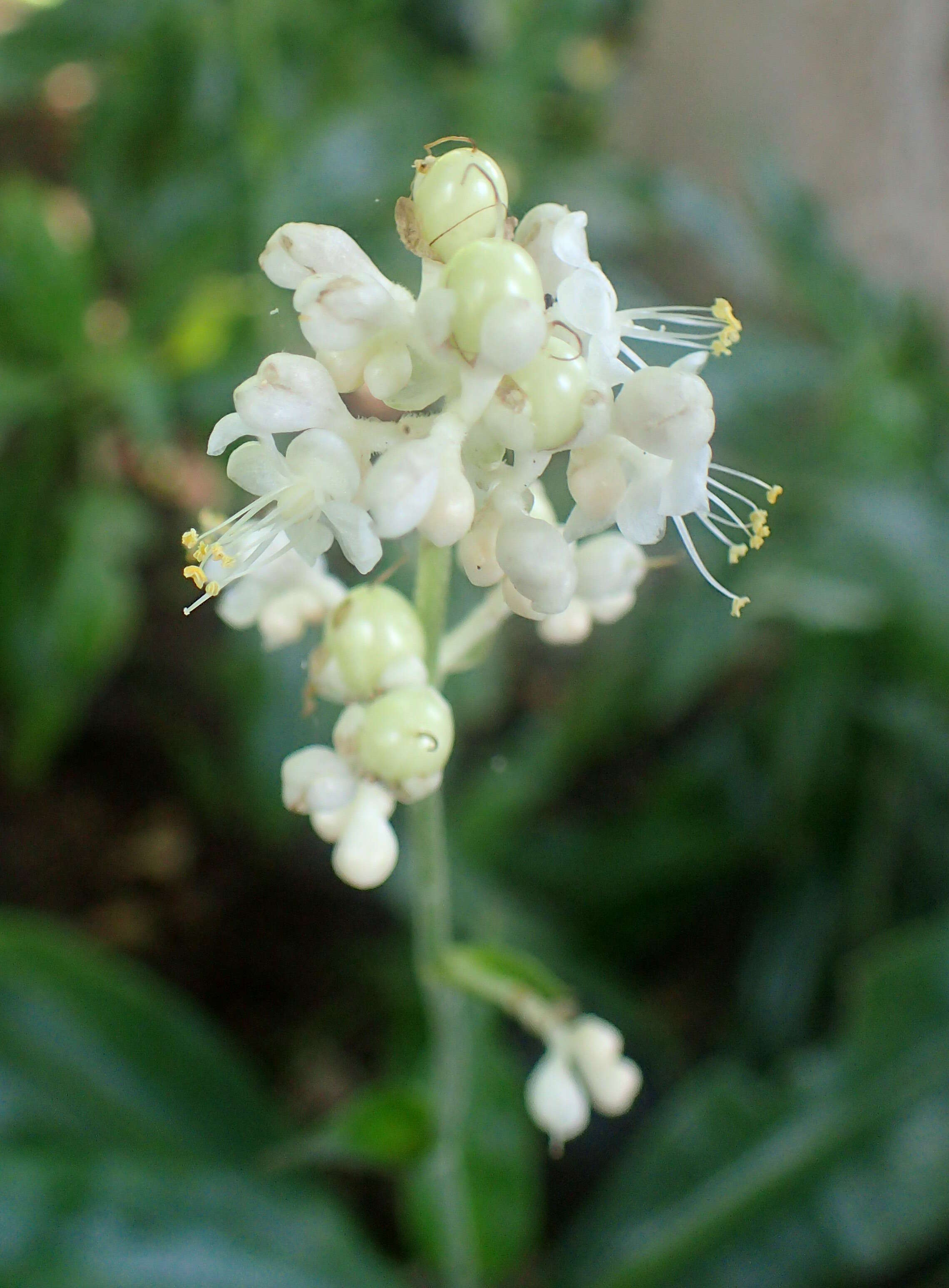 Image of Pollia japonica Thunb.