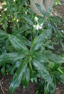 Image of Pollia japonica Thunb.